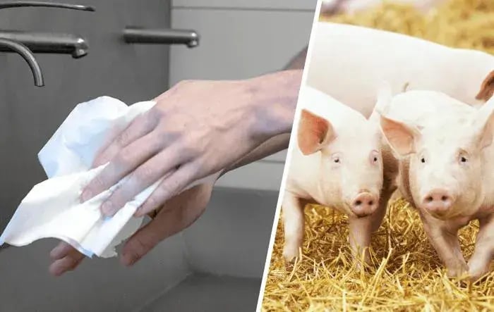 Właściwy protokół higieny osobistej niezbędny w hodowli świń
