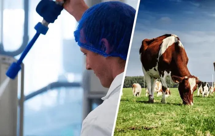 Goede hygiëne in veehouderij minder infectiedruk en hoger rendement