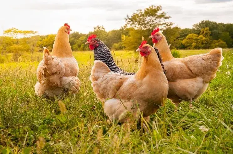 Vogelgrippe schützen